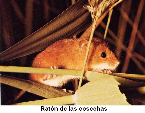 Ratón de las cosechas.jpg